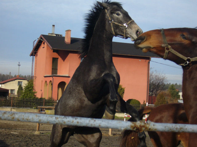 Lady i Magnat