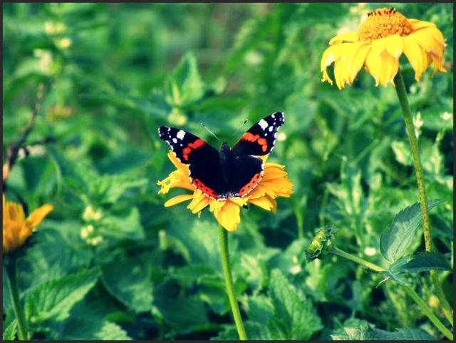 Motyl