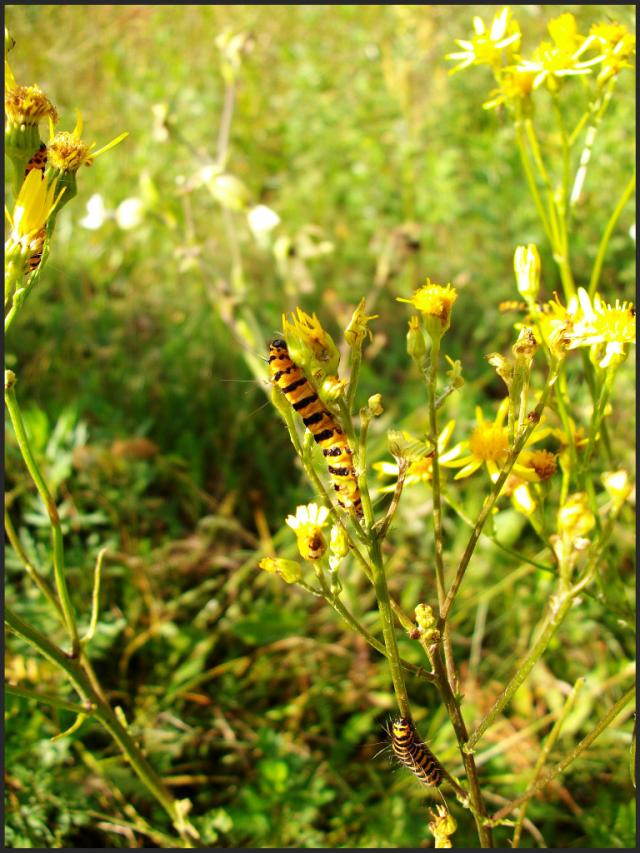 Gsieniczki