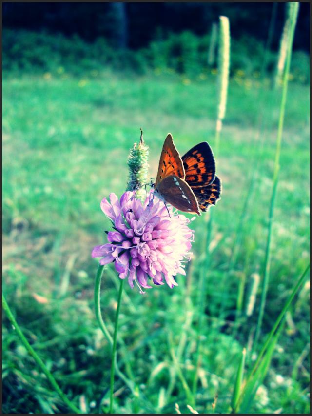 Motyl