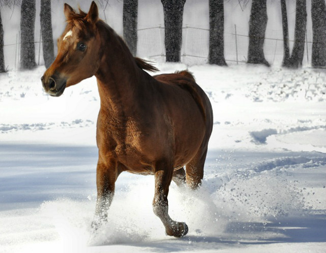 Wiking