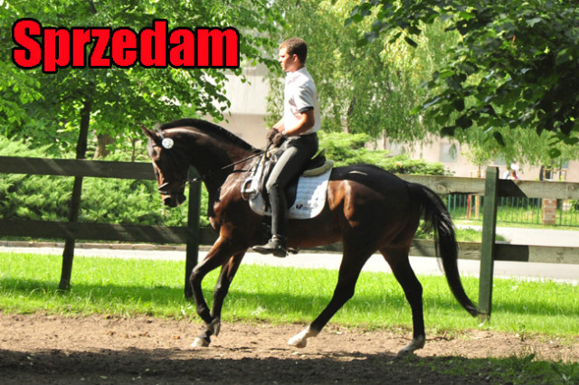 Sprzedam konia