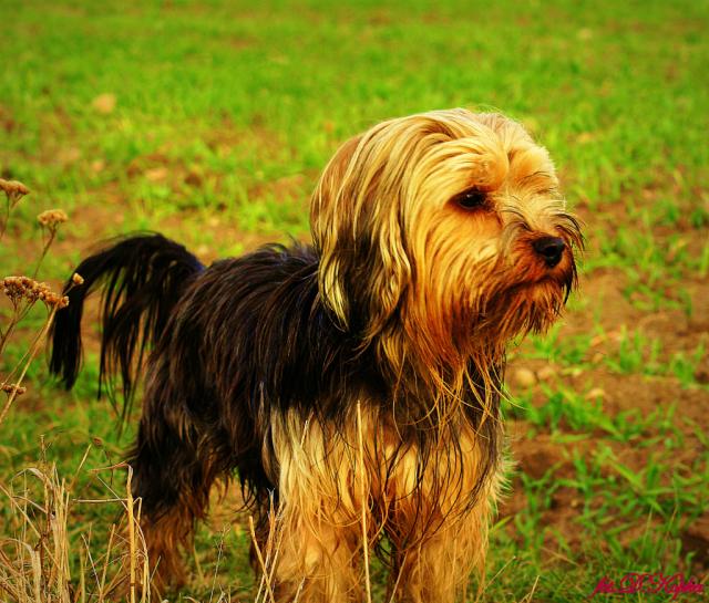 ^^Tobi^^