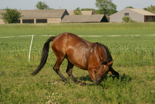 Wpis horseisgodx3