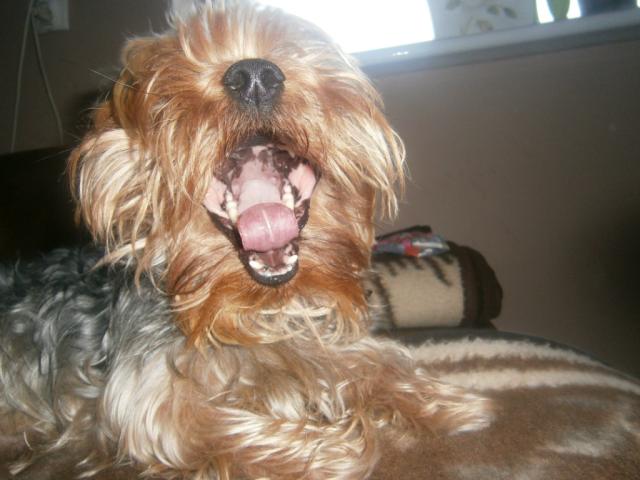 Rooooookii ;  333333333333