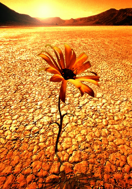 Wpis 92desertflower