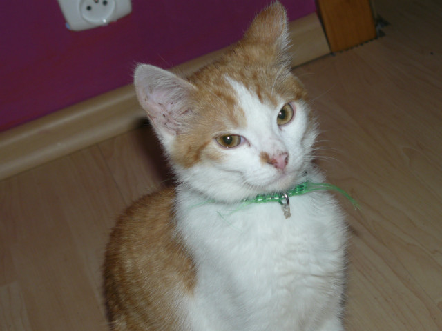 kiiu darkii 
