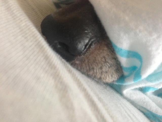 psia trufla nosowa