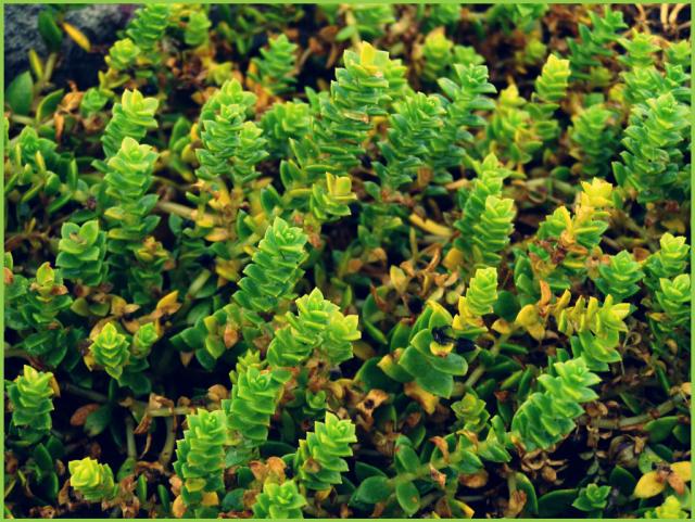 Eeeeee, nadmorskie cotam