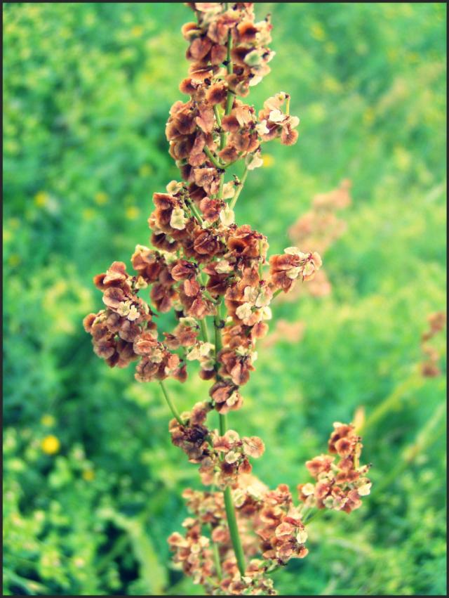 Chwacik
