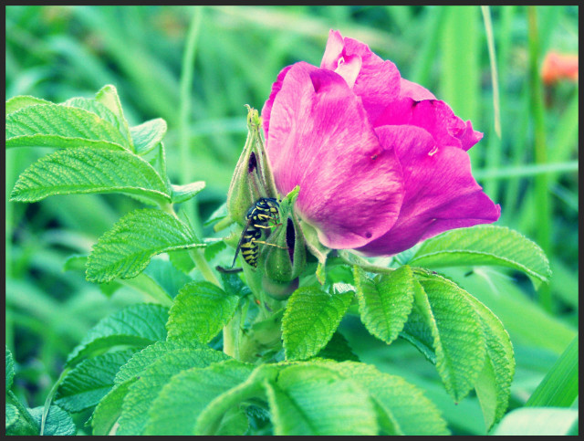 Rosa