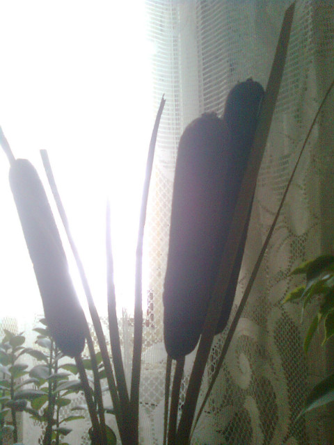 Tatarak. ;)