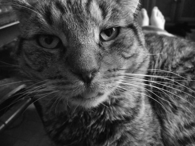 Miek