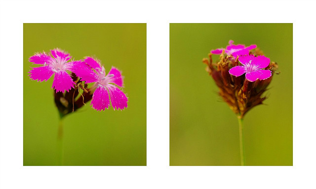 Wpis fotografiamakro
