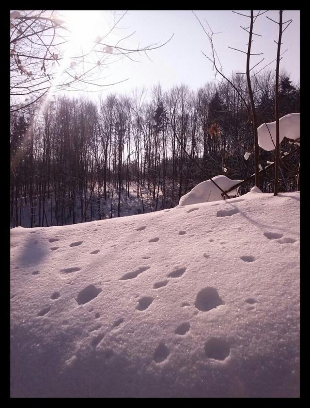 Dalmatyczykowo