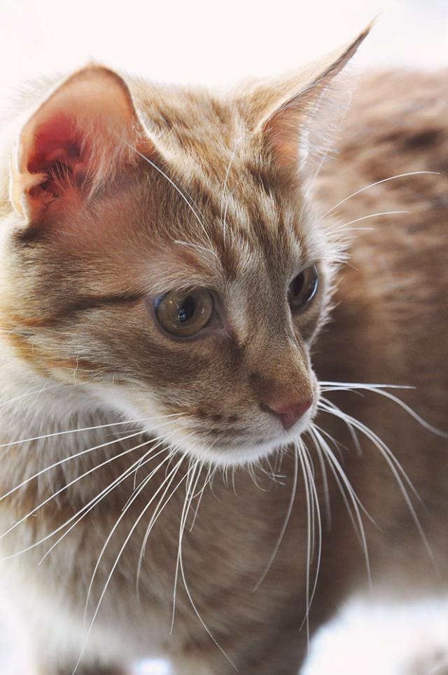 kitty