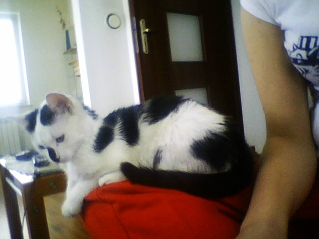 Pan Kot. ^^