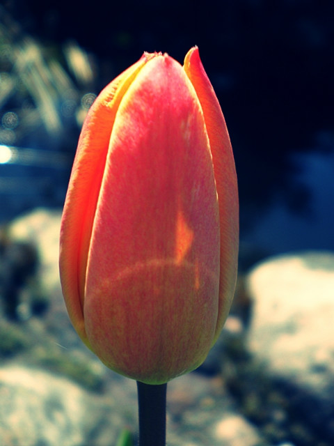 Wpis acherontia