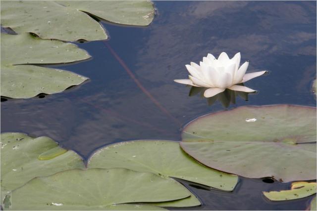 Nenufar...