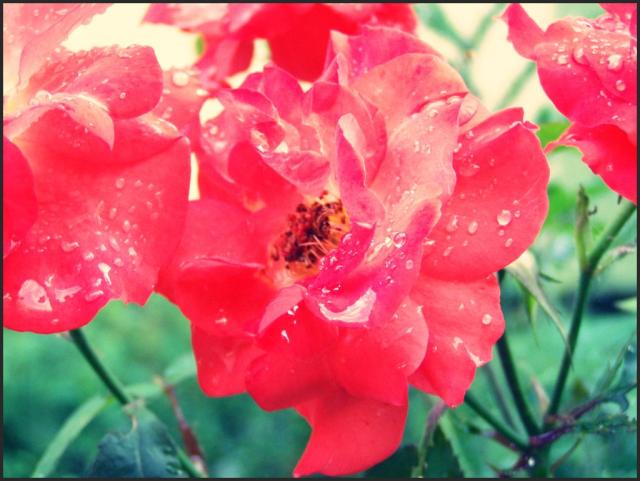 Rosa 