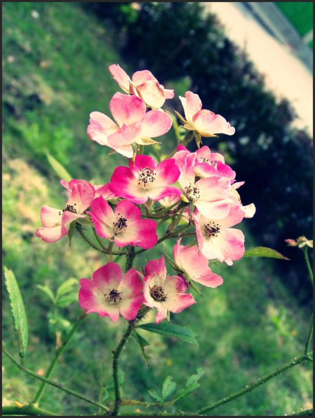 Wild Rosa