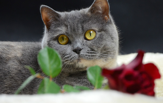 Wpis leocat