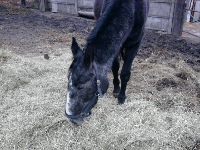 Sacra *.*
