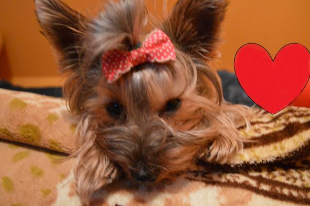 Misiaczek :*