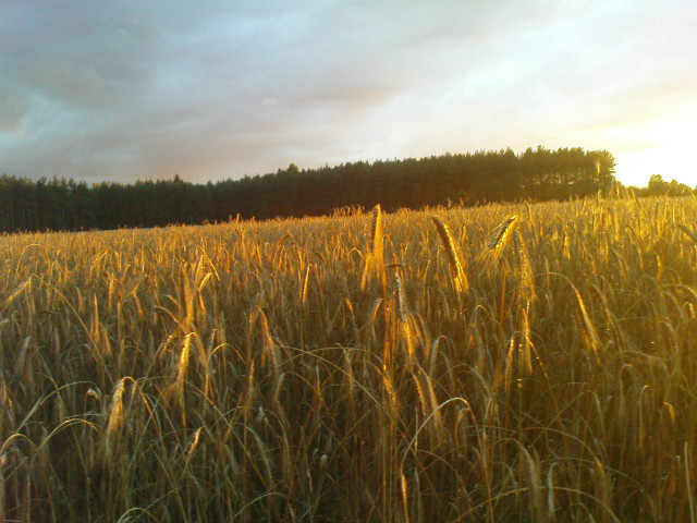 sierpie 2012