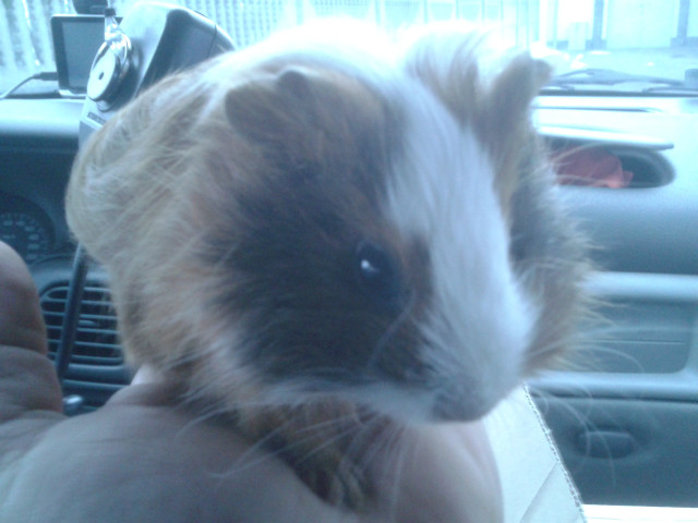 Kleopatra :D