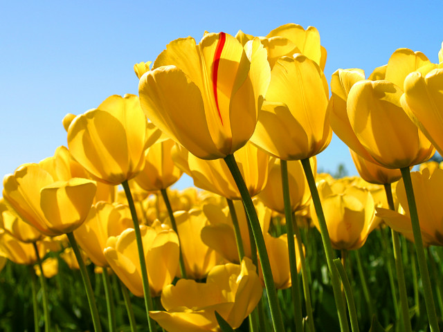 Tulipany....