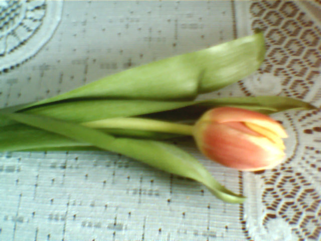 o mrr :*
