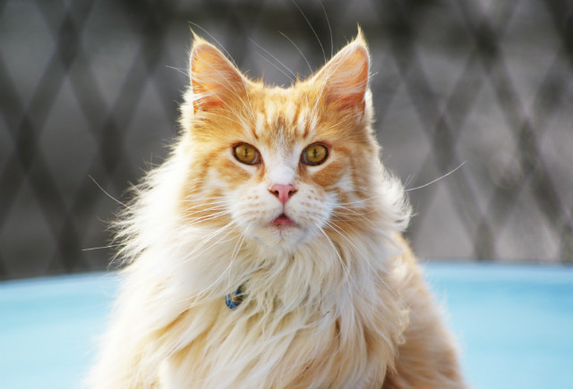 BAD CAT