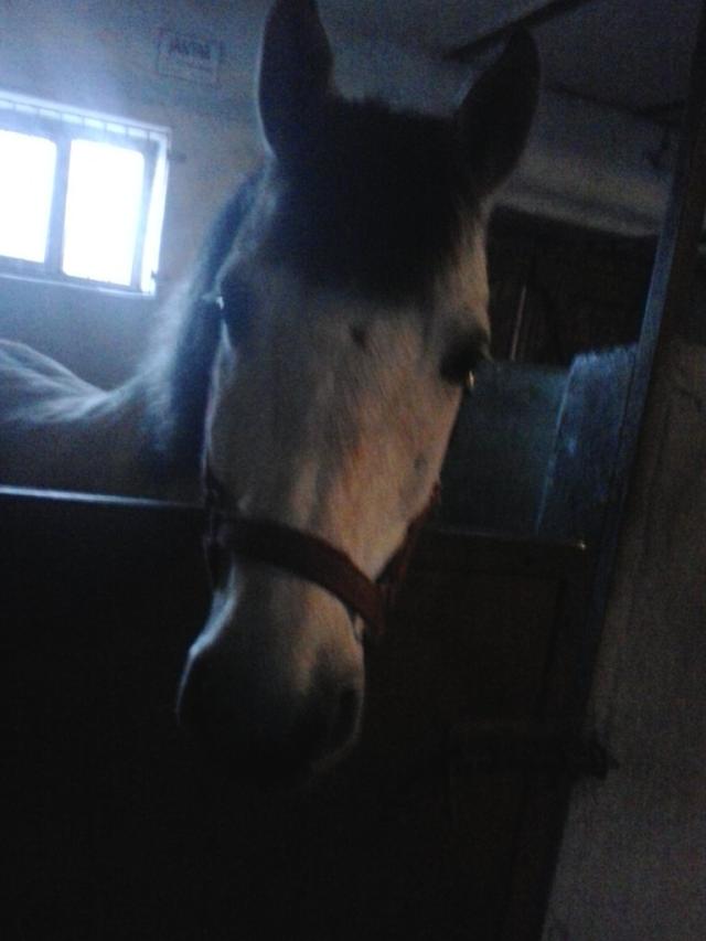 Wpis kozazaxd