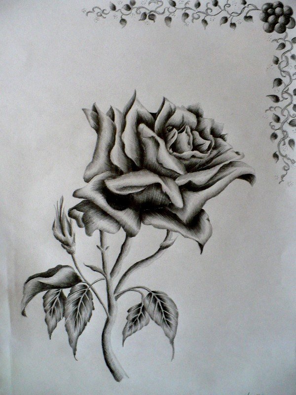 Rose