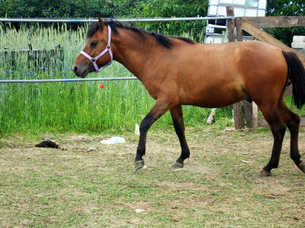 Kiwian