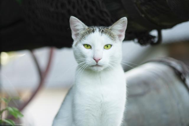 kocisko.