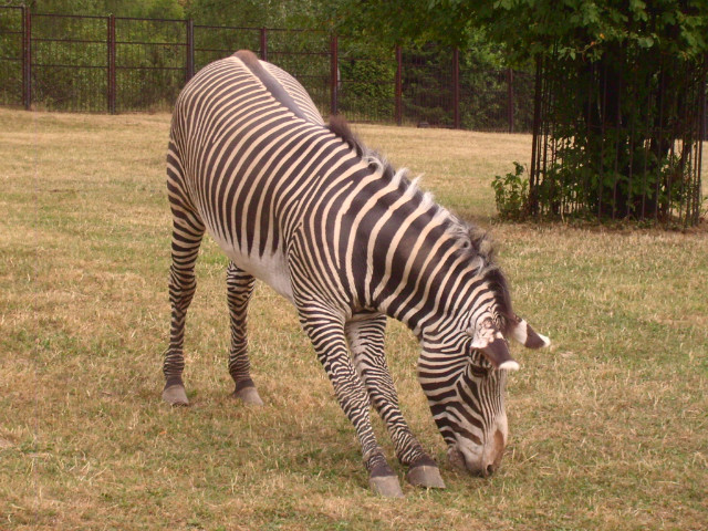 Wycieczka do zoo ;)