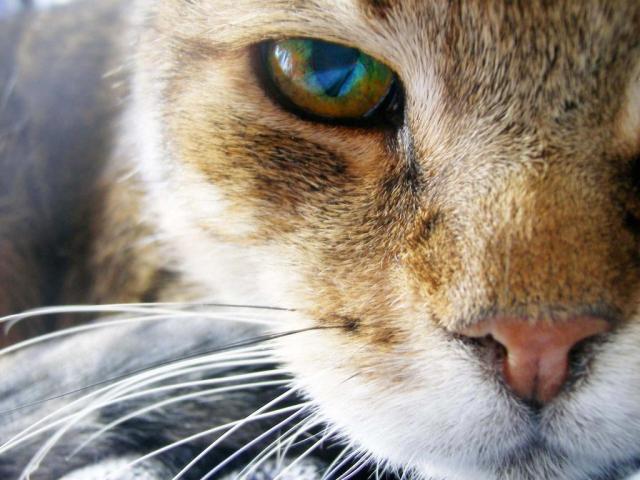 Mrasny kitten :D