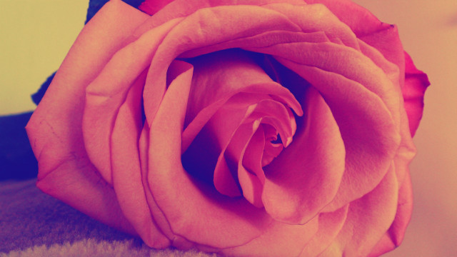 rose
