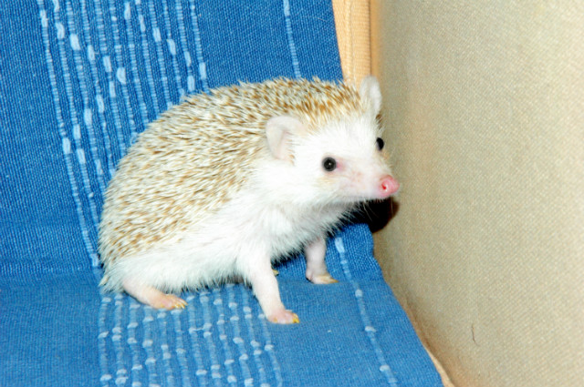 Wpis alexandrowa