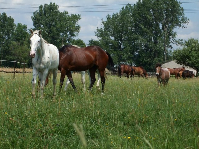 Wpis horseslives