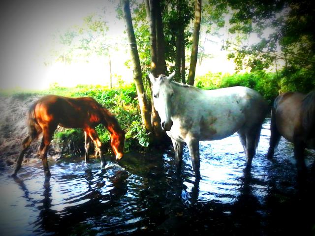 Horses &#9829;