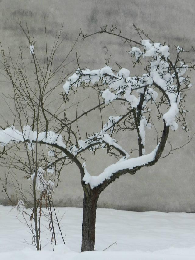 Snow / Diana