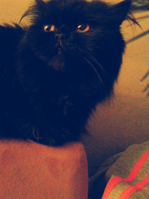 kicia :3
