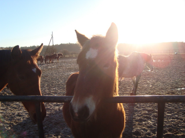 horsiaczek 