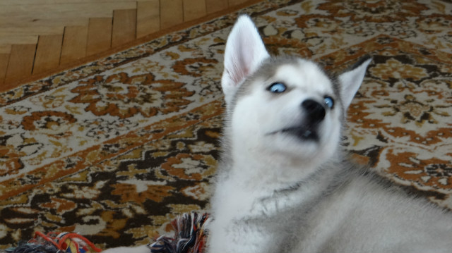 ,,NIeee, tylko nie zdjcie!''