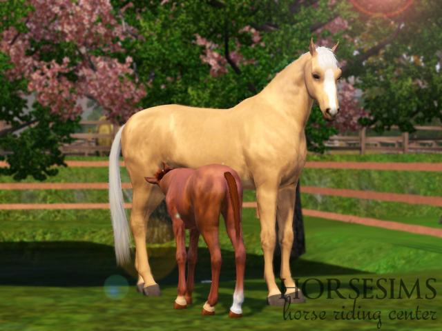 Wpis horsesims