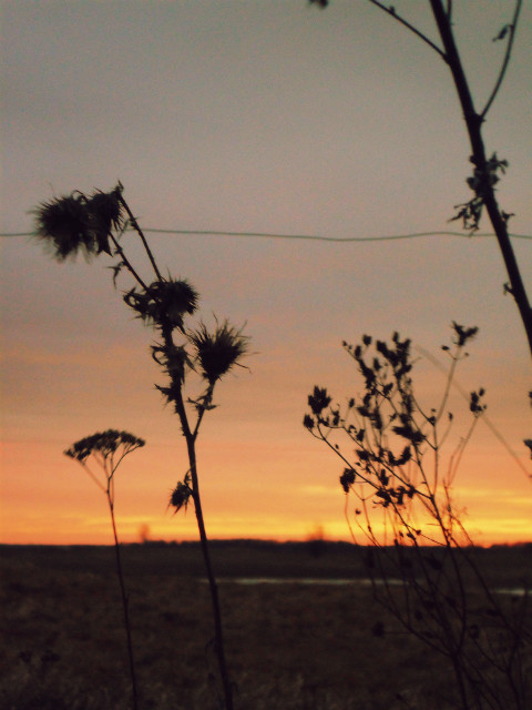 In my dreams...