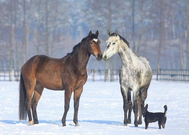 Lokis&Nider